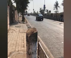 Special Report | पर्यावरण मंत्री आदित्य ठाकरे यांच्या मतदारसंघात वृक्षतोड 