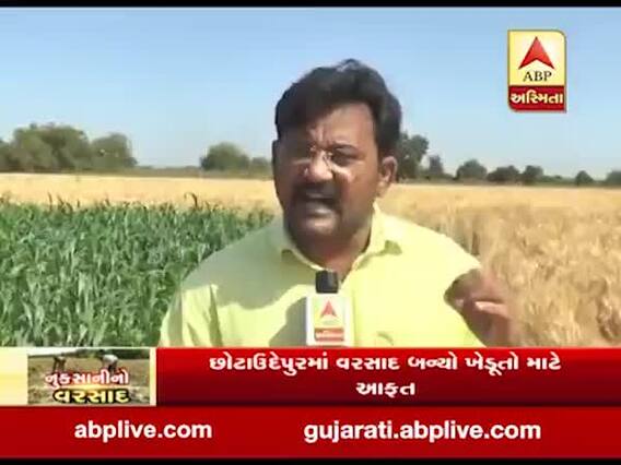 મહેસાણામાં કમોસમી વરસાદને કારણે ઘઉંના પાકને નુકસાન, જુઓ વીડિયો