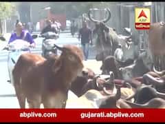 ભાવનગરમાં રખડતાં ઢોરના કારણે શહેરીજનો પરેશાન, મનપા નિષ્ફળ કાર્યવાહી, જુઓ વીડિયો