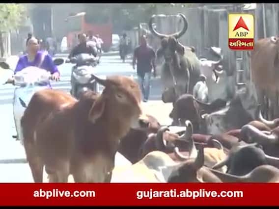 ભાવનગરમાં રખડતાં ઢોરના કારણે શહેરીજનો પરેશાન, મનપા નિષ્ફળ કાર્યવાહી, જુઓ વીડિયો
