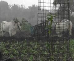 Rural News | चंद्रपूरमध्ये जोरदार पावसाची हजेरी | माझं गाव माझा जिल्हा 