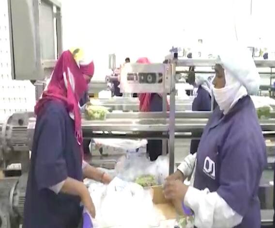 Corona Effect | कोरोनामुळे द्राक्ष बागायतदार चिंतेत; तब्बल 30 कंटेनर द्राक्ष कोल्ड स्टोरेजमध्ये पडून