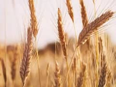 ઘઉંના પોષણક્ષમ ભાવ ન મળતા ઇડર માર્કેટમાં ખેડૂતોએ મચાવ્યો હોબાળો, જુઓ વીડિયો