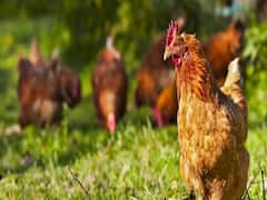 કોરોના વાયરસની અસરઃ બારડોલીમાં ચિકન માર્કેટ થયું ઠપ્પ, જુઓ વીડિયો