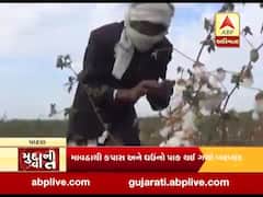 કમોસમી વરસાદને કામે કપાસ-ઘઉંનો પાક થઈ ગયો બરબાદ, જુઓ પાટણનો અહેવાલ 