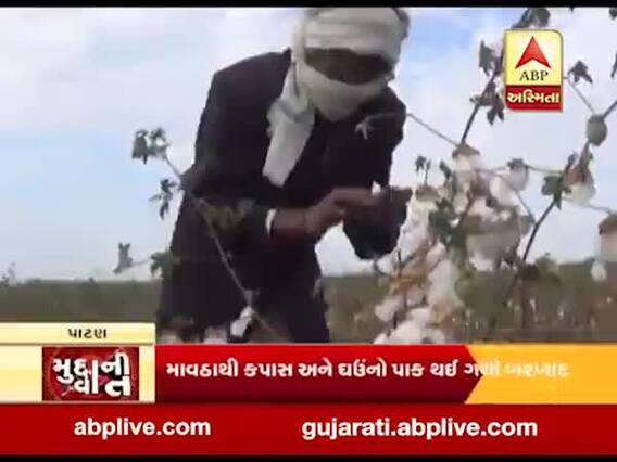 કમોસમી વરસાદને કામે કપાસ-ઘઉંનો પાક થઈ ગયો બરબાદ, જુઓ પાટણનો અહેવાલ 