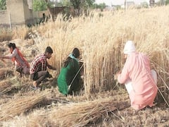 લોકડાઉન વચ્ચે ખેડૂતો માટે મોટા સમાચાર, બિયારણને લઈને શું અપાઈ છૂટ? જુઓ વીડિયો