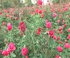 Coronavirus Effect | नाशिकमध्ये फुलशेती करणारा शेतकरीही चिंतेत, लाखो रूपयांची उलाढाल ठप्प