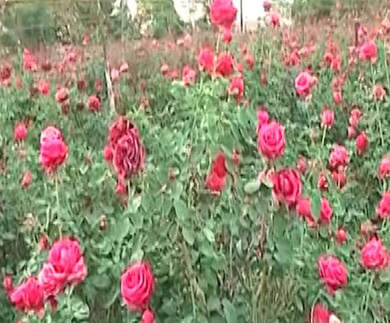 Coronavirus Effect | नाशिकमध्ये फुलशेती करणारा शेतकरीही चिंतेत, लाखो रूपयांची उलाढाल ठप्प