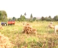 Coronavirus | तुमच्या गावावर कोरोनाचा इफेक्ट काय? उस्मानाबादमधील ग्राऊंड रिपोर्ट