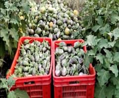 Rural News | हिंगोलीत मागणीअभावी वांग्याच्या शेतात सोडली जनावरं | माझं गाव माझा जिल्हा