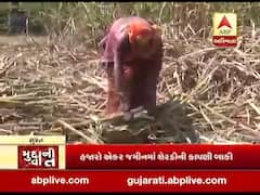 ગુજરાત લોકડાઉનઃ મજૂરોની ઘટ પડતા શુગર મીલની મુશ્કેલી વધી, જુઓ અહેવાલ 