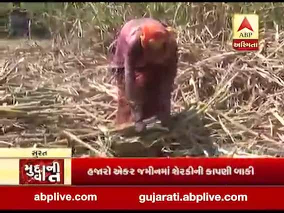 ગુજરાત લોકડાઉનઃ મજૂરોની ઘટ પડતા શુગર મીલની મુશ્કેલી વધી, જુઓ અહેવાલ 