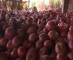 Onion Loss #Lockdown | शेतकऱ्यांच्या अडचणीचा व्यापाऱ्यांकडून गैरफायदा, कवडीमोल भावाने कांद्याची खरेदी