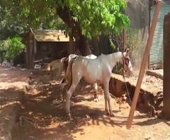 Matheran Lockdown Damage | कोरोनामुळे घोड्यासह मालकांची उपासमार, उन्हाळ्यात गजबजणारं माथेरान 'थंड'