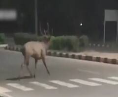 Animals on Road in Lockdown | लॉकडाऊनमुळे प्राणी मानवी वस्तीत, हत्तींची रपेट अन् माकडांची पूल पार्टी! स्पेशल रिपोर्ट