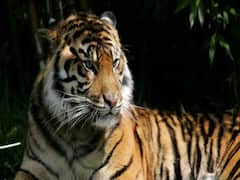 Tiger kills two men in Uttar Pradesh's Pilibhit | ABP Special 