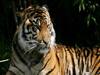 Tiger kills two men in Uttar Pradesh's Pilibhit | ABP Special 