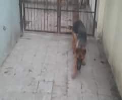 Help for Street dogs-cats | परदेशी जातीच्या 34 श्वानांसह मांजरी घराबाहेर, ठाणे SPSAकडून बेघर प्राण्यांना निवारा