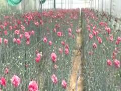 Flower business affected, digital payments soar due to lockdown