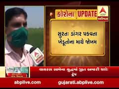 સુરતઃ મજૂરો વતન જતા રહેતા ડાંગર પકડવતા ખેડૂતોના માથે જોખમ, જુઓ વીડિયો