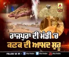 Punjab ਦੀਆਂ ਮੰਡੀਆਂ 'ਚ ਕਣਕ ਦੀ ਆਮਦ ਸ਼ੁਰੂ, ਸਰਕਾਰ ਦੀ ਕੀ ਹੈ ਤਿਆਰੀ?