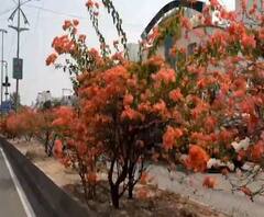 Corona Ground Report | Shirdi | शिर्डीत लॉकडाऊनमुळे प्रदूषण कमी; दुभाजकांवर फुलांचा बहर