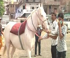 Nagpur Lockdown Effect | लग्नसराईच्या दिवसात घोडेवाल्यांचा व्यवसाय बुडाला, घोड्यांच्या चारापाण्याची सोय करणंही कठीण