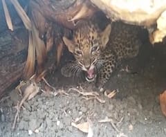  बिबट्याचं पिल्लू आईच्या कुशीत गेलं, दुरावलेल्या मादी आणि पिल्लाचं पुनर्मिलन 