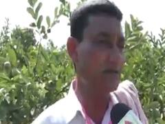 લોકડાઉનના કારણે બાગાયતી પાકોને નુકસાન, નવસારીના ખેડૂતો મુશ્કેલીમાં મુકાયા