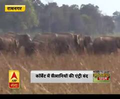 जंगल से बाहर आए गजराज