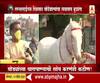 Maharashtra Lockdown | लग्नसराईच्या दिवसात घोडेवाल्यांचा व्यवसाय बुडाला; घोड्यांच्या चारापाण्याची सोय करणंही कठीण