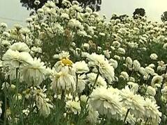 Jammu: Lockdown worries flower growing farmers