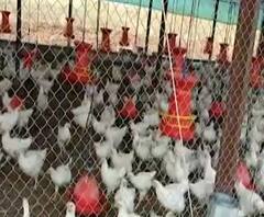 Corona Effect on Poultry | कोंबड्या एकमेकांच्या जीवावर उठल्या, पशुखाद्य नसल्याने कोंबड्यांची उपासमार | स्पेशल रिपोर्ट