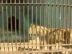 અમેરિકામાં વાઘને કોરોના પોઝિટિવ આવતાં ગુજરાતમાં તંત્ર આવ્યું હરકતમાં, જુઓ રાજકોટથી અહેવાલ 