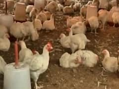 Poultry business affected badly during lockdown in India