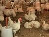Poultry business affected badly during lockdown in India