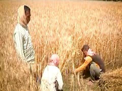 Farmers facing tough time in selling wheat | Ghanti Bajao