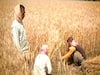 Farmers facing tough time in selling wheat | Ghanti Bajao