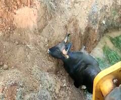 Kolhapur News | कोल्हापुरात विहिरीत पडलेल्या गव्याला जीवदान, जेसीबीच्या साहाय्याने काढलं बाहेर