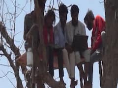 Unique makeshift classroom over a tree may shock you