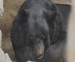 Coronavirus | देशातील प्राणीसंग्रहालयात अतिदक्षतेचा इशारा; केंद्रीय प्राणीसंग्रहालय प्राधिकरणाचा इशारा