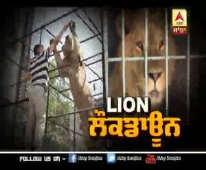 SANJHA SPECIAL: LION LOCK DOWN