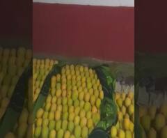 Coronavirus | हापूस उत्पादकांना किंचित दिलासा; रत्नागिरीतून पाच कंटेनर आंबा निर्यात