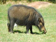 ડાંગઃ જંગલી ભૂંડે બે મહિલા પર કર્યો હુમલો, એકનું મોત