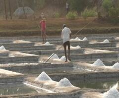 Sindhudurg Salt Pan Damage | सिंधुदुर्गातील शिरोड्यात मिठागरांनाही कोरोनाचा फटका, कामगारांची कमतरता असल्याने उत्पादकांसमोर संकट