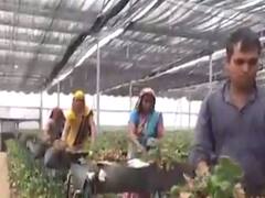 સુરતમાં લોકડાઉનને કારણે બાગાયતી પાક લેતા ખેડૂતોની કફોડી હાલત, જુઓ વીડિયો 