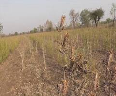 Hingoli Lockdown Effect | खरीपाची पेरणी कशी करायची? हिंगोलीच्या शेतकऱ्यांपुढे संकट | कोरोनाचा ग्राऊंड रिपोर्ट