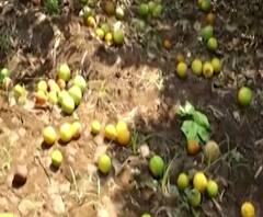 Beed Farmer Loss | खरबूज आणि टरबूज विक्रीसाठी बाजारपेठाच नाहीत, मोसंबी, पपई झाडावरच सडल्या, शेतकऱ्यांचे कष्ट कवडीमोल भावाने | स्पेशल रिपोर्ट