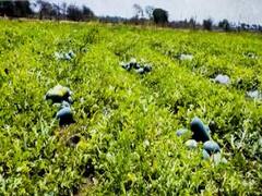 Lockdown is essential, but so is safeguarding farmers | Ghanti bajao